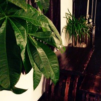 和小屋の「緑」 2016/03/14 21:46:04
