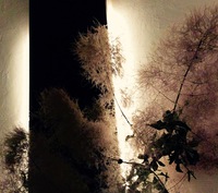 『スモークツリー』 2016/07/03 19:26:11