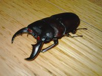 (*^ｰ^)/無事に羽化してくれました♪