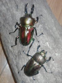 ニジイロクワガタ