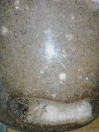 ダイオウヒラタクワガタ♀前蛹から蛹へ