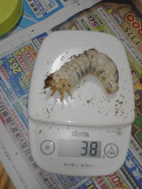 (*^-^)/本日の菌糸ビン交換♪