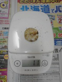 タウルスヒラタクワガタの幼虫 2015/10/04 23:32:04