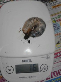 国産カブトムシ幼虫マット交換 2015/10/07 23:09:52