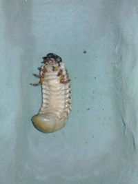コーカサスオオカブトムシ♀前蛹へ