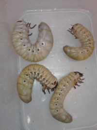 まだまだ時間が、かかりそうです