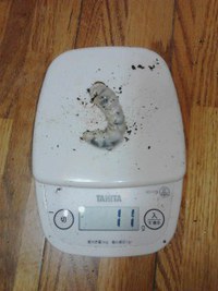 本土ノコ幼虫すくすくと、育っています♪