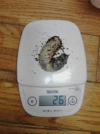 国産カブトムシの幼虫マット交換2♪