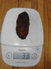 コーカサスオオカブトムシ♀蛹、リッキーマット交換♪