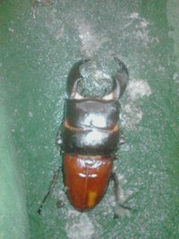 スマトラオオヒラタ♂・サキシマヒラタ♀羽化♪オキナワヒラタ♂菌糸ビン交換♪