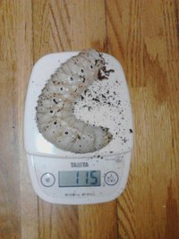リッキー・国産カブトムシマット交換♪(^^)d