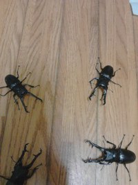 (^^)/少し元気になりました♪ 2016/02/11 19:14:11