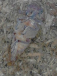(*^^)/小型のオキナワノコギリクワガタが羽化しました♪