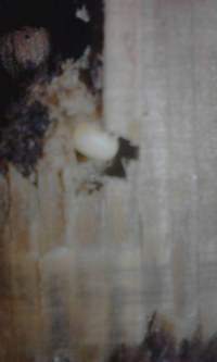 (*^^)/無事に生まれると良いのですが･･ 2016/02/28 20:54:48