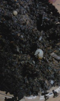 ＼(^▽^*)ノ2016年初♪ギラファノコギリクワガタの幼虫が生まれました♪