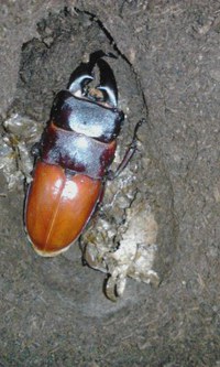 (*^^)/オキナワヒラタクワガタの♂羽化しました♪