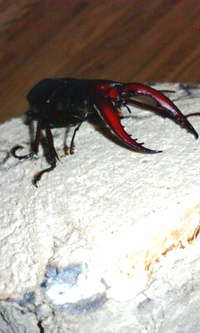 (*^^)/中型の本土ノコギリクワガタの♂羽化しました♪ 2016/03/10 23:14:38