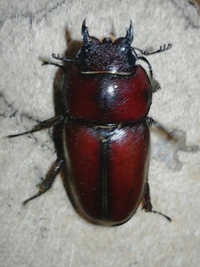 (*^▽^)/オキナワノコギリクワガタの♀羽化♪本土ノコギリクワガタの♂蛹になってました♪