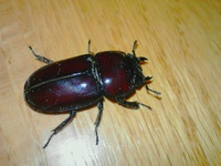 (*^▽^)/ダイトウヒラタクワガタの♀羽化しました♪ 2016/05/13 23:52:06