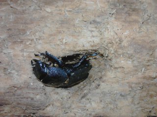 (*^▽^)/国産コクワガタのブリード、無事に成功しました♪