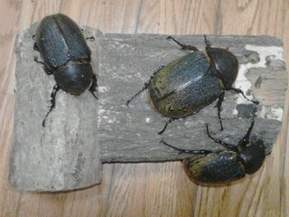 (*^▽^)/今月も､おもいっきり楽しく頑張りますよー♪