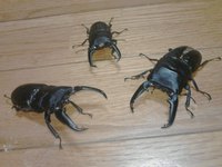 (*^▽^)/今年も､ありがとうございました♪