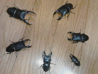 (*^▽^)/2017年､新年明けましておめでとうございます 2017/01/01 16:45:29
