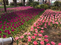 横浜公園のチューリップ