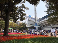 横浜公園のチューリップ