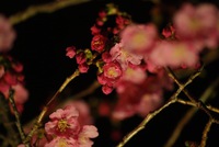 河津桜