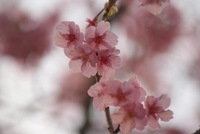 河津桜