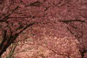 河津桜