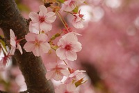 ビオトピアの河津桜その2