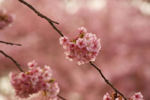 河津桜