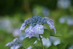 アジサイは雨でますます輝く