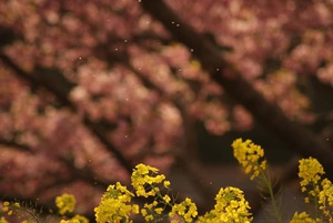 河津桜