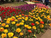 横浜公園のチューリップ