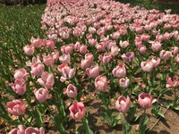 横浜公園のチューリップ