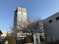 テレポート桜は5分咲き