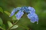 アジサイは雨でますます輝く