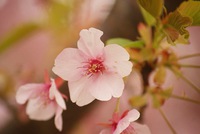 ビオトピアの河津桜その2