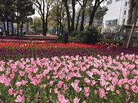 横浜公園のチューリップ