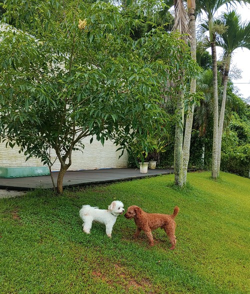 Dog Hotel Run 犬走る茶屋 沖縄のペットホテル ドッグラン併設 なすび君 コテツ君
