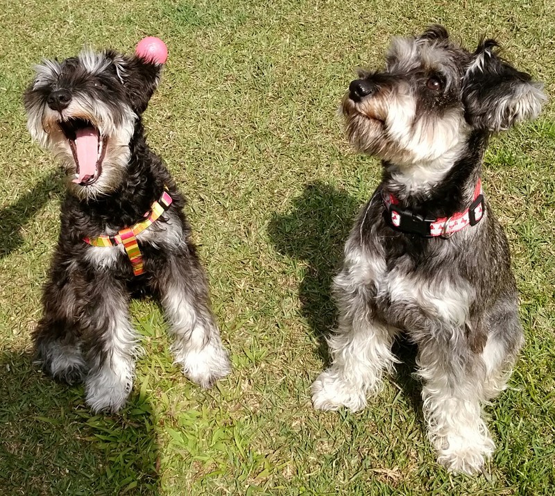 Image result for ç¬ Schnauzer æ²ãã