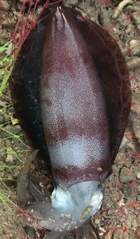 アオリでは無い❓