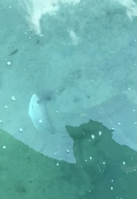 魚も平和だ(*´∀｀*) 2017/05/01 12:44:17