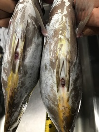 バラした奴はデカかった(´༎ຶོρ༎ຶོ`) 2017/06/03 12:06:27