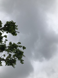 また雨な休日(-.-;)y-~~~珍事件(有) 2017/06/05 12:08:44