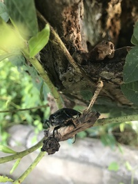 今シーズン初の(☝︎ ՞ਊ ՞)☝︎ 2017/07/11 12:33:12