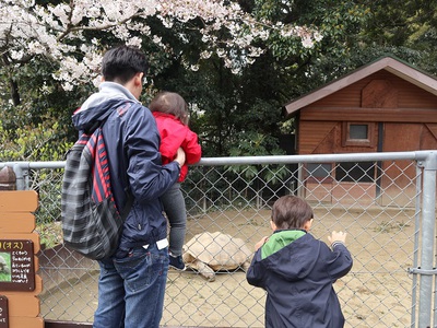 福岡旅行記 桜満開 子連れで楽しめる到津の森公園 伊敷聡子の四季折々日記